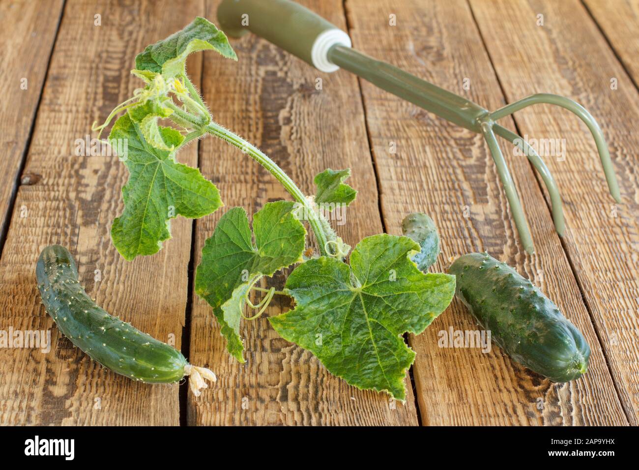 Ripe cucumbers with green leaves picked in the garden and rake lying on the wooden boards. Fresh vegetables. Stock Photo