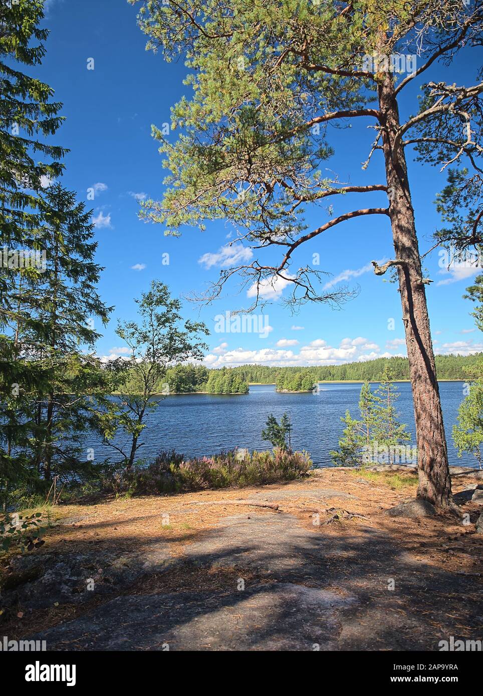 Idyllic Finnish summer lake scene at Teijo hiking trail in Salo, Finland. Big tree and the Matildajarvi lake on the background. Stock Photo