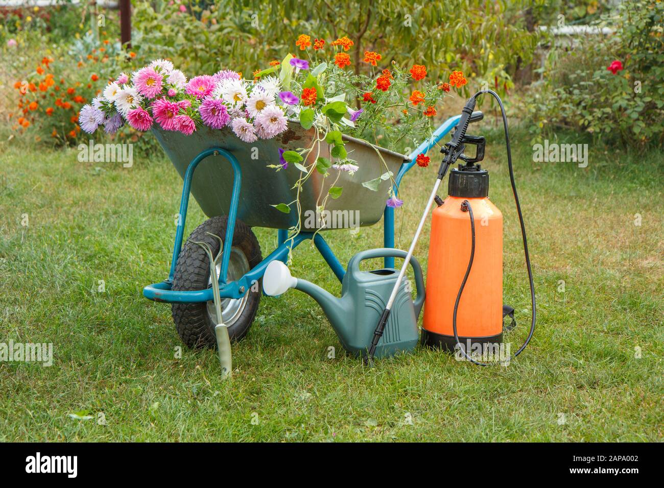 Morning after work in summer garden. Wheelbarrow with flowers, watering can and garden pressure sprayer on green grass. Stock Photo