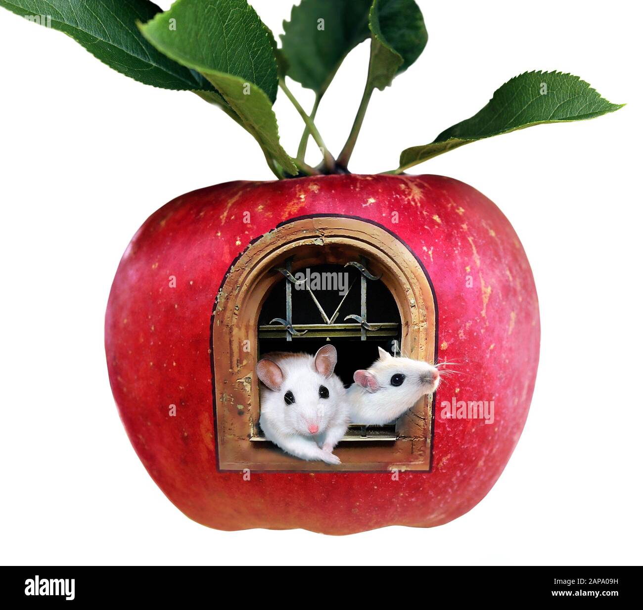 Two white rats inside an apple fruit house. Isolated on white ...