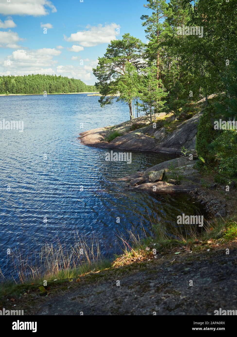 Idyllic Finnish summer lake scene at Teijo hiking trail in Salo, Finland. Big tree and the Matildajarvi lake on the background. Stock Photo