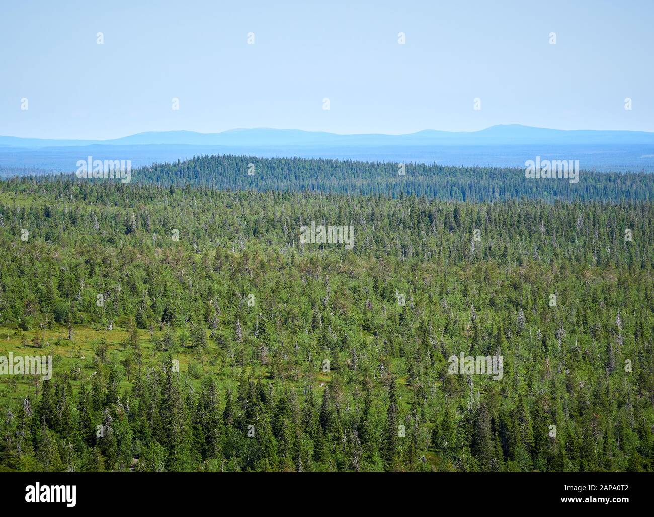 Summer landscape with spruce trees in the wilderness of Riisitunturi national park, a mountain in Lapland in Finland. Young trres on the foreground. Stock Photo