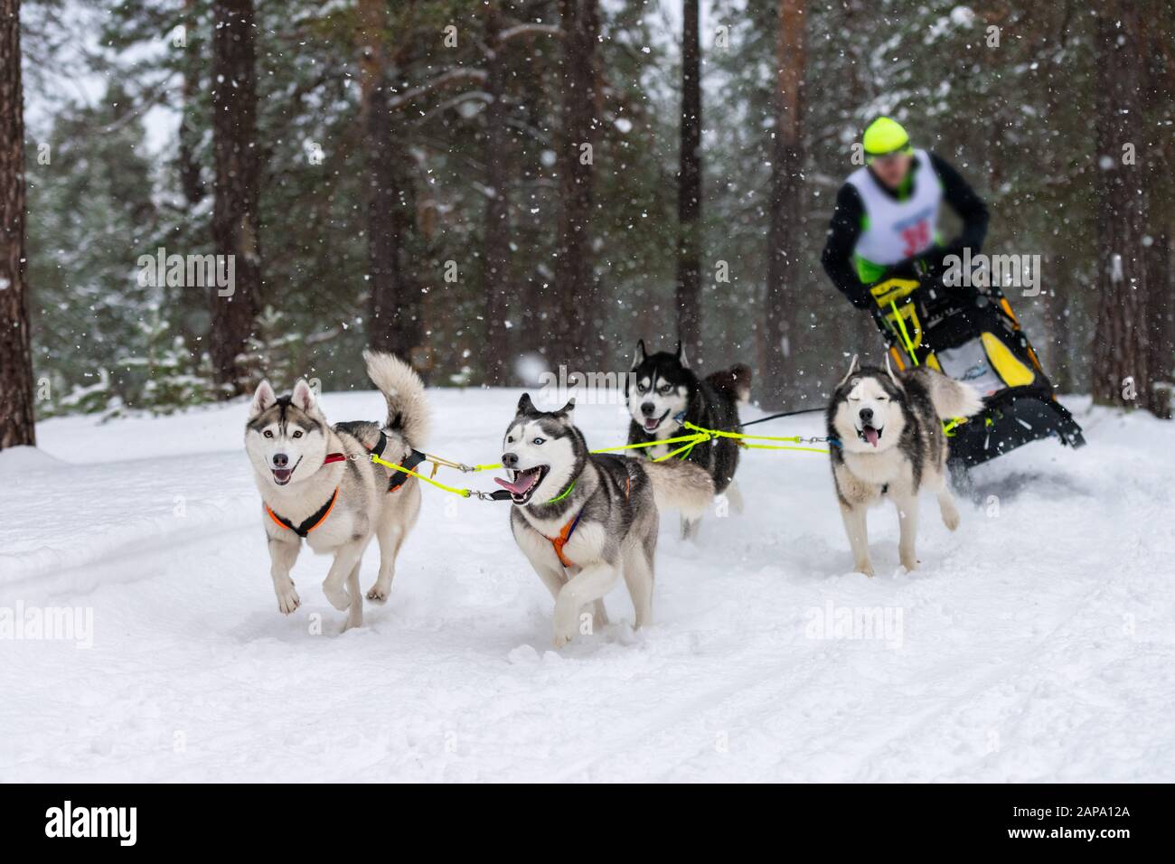 Sled dog racing. Husky sled dogs team pull a sled with dog musher ...