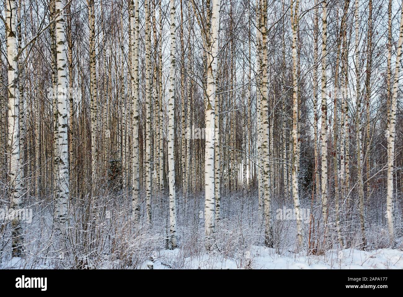 Frozen trees in the finnish forest in the winter. White snow covering the trees. Arctic nature in very cold weather in Finland. Stock Photo