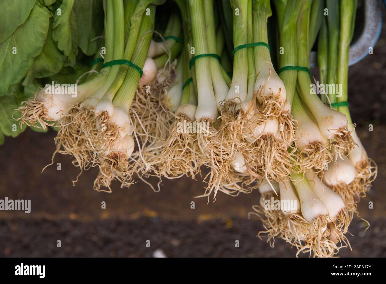 fresh vegetables Thailand Thai Asia asians Stock Photo