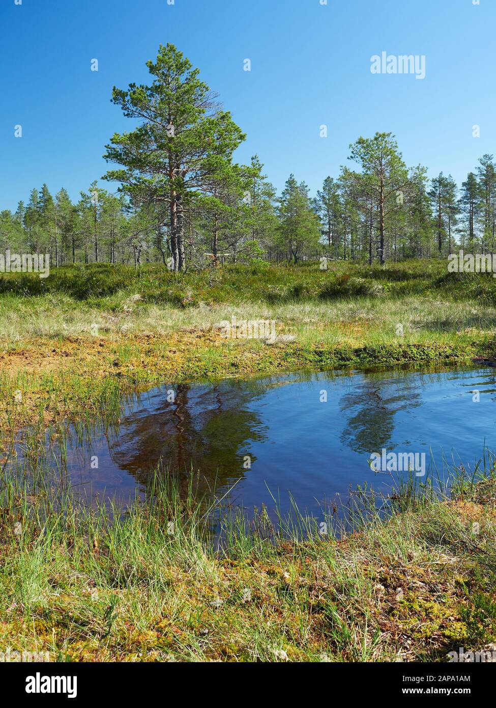Small pond in the bog on a hot summer day. Northern landscape from the Kauhaneva-Pohjankangas National park in Finland. Stock Photo
