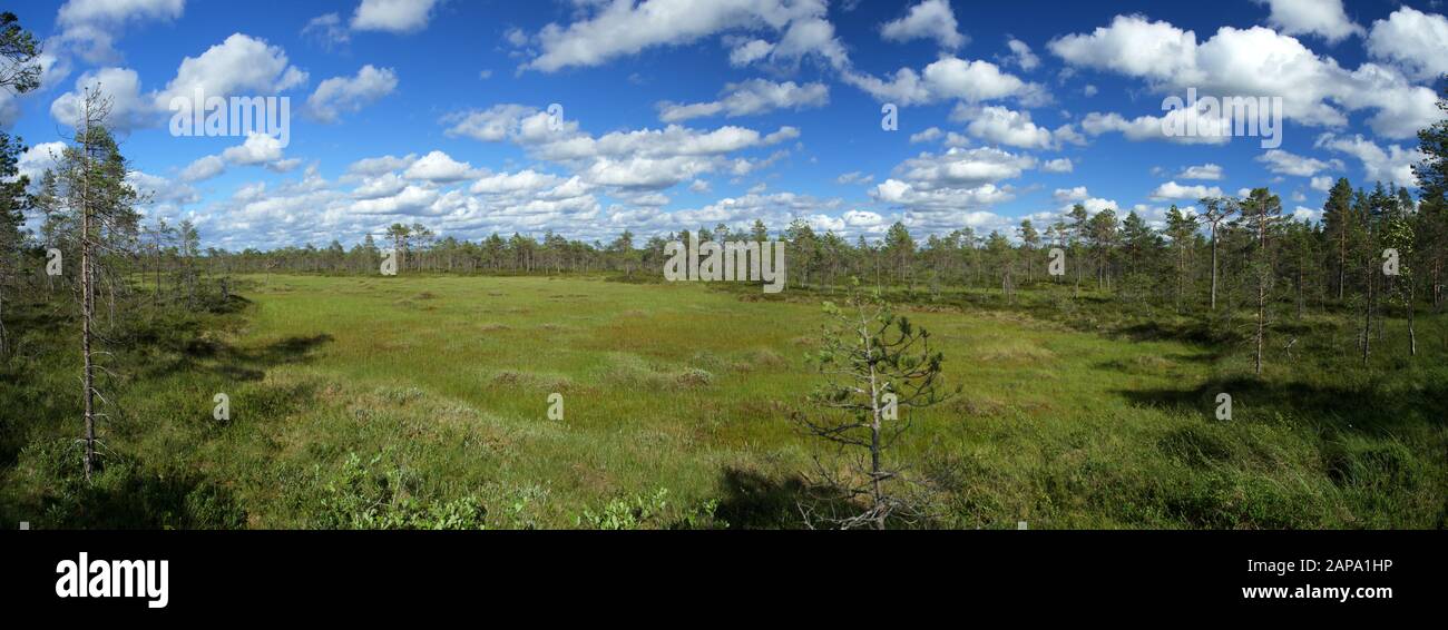 Summer panorama over the wetlands. Northern landscape from the Kauhaneva-Pohjankangas National park in Finland. Stock Photo