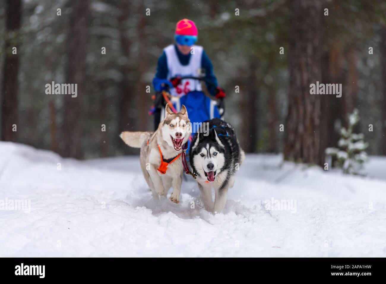 Sled dog racing. Husky sled dogs team pull a sled with dog musher ...