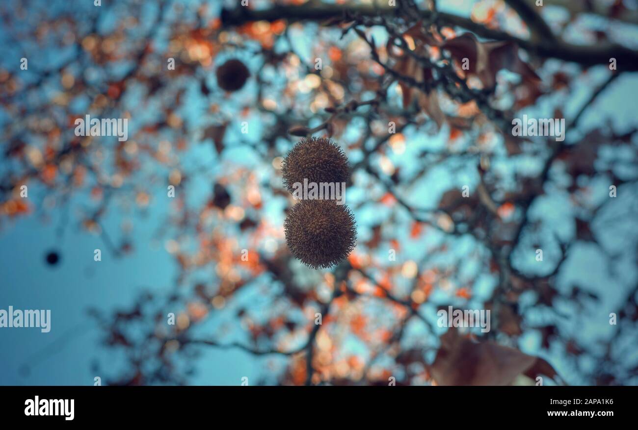 Selective focus on two fruits of a platanus hispanica tree with a blurred background of its leaves and branches.  Cinematic effect. Stock Photo