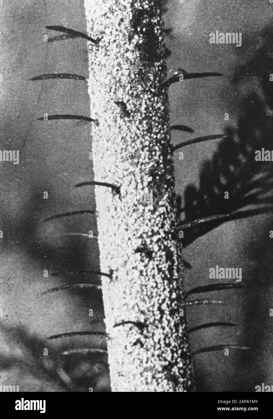 damaged Date: undated Keywords: higher planen, damage, fungi Personal name: dreyfussia piceae Stock Photo