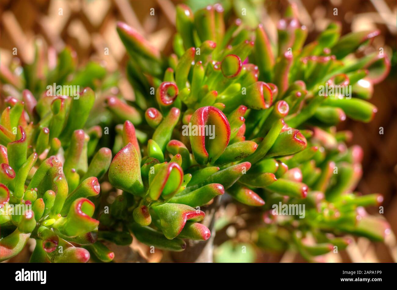 Succulent plant Crassula Ovata Gollum, also called Trumpet Jade.  Closeup of the leaves and selective focus. Stock Photo