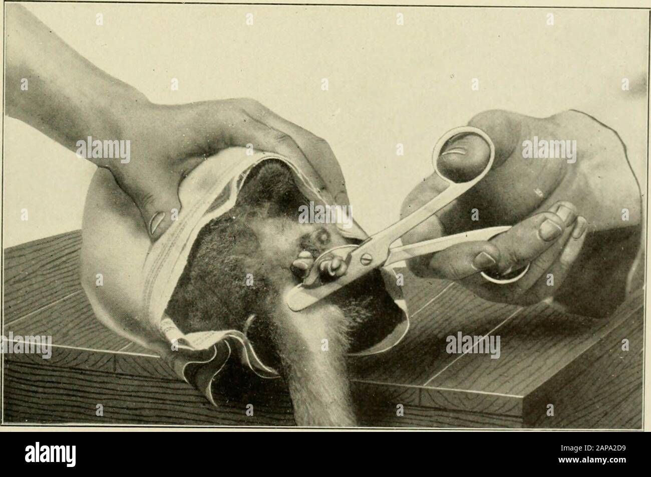 Animal castration, a book for the use of students and practitioners;' ...