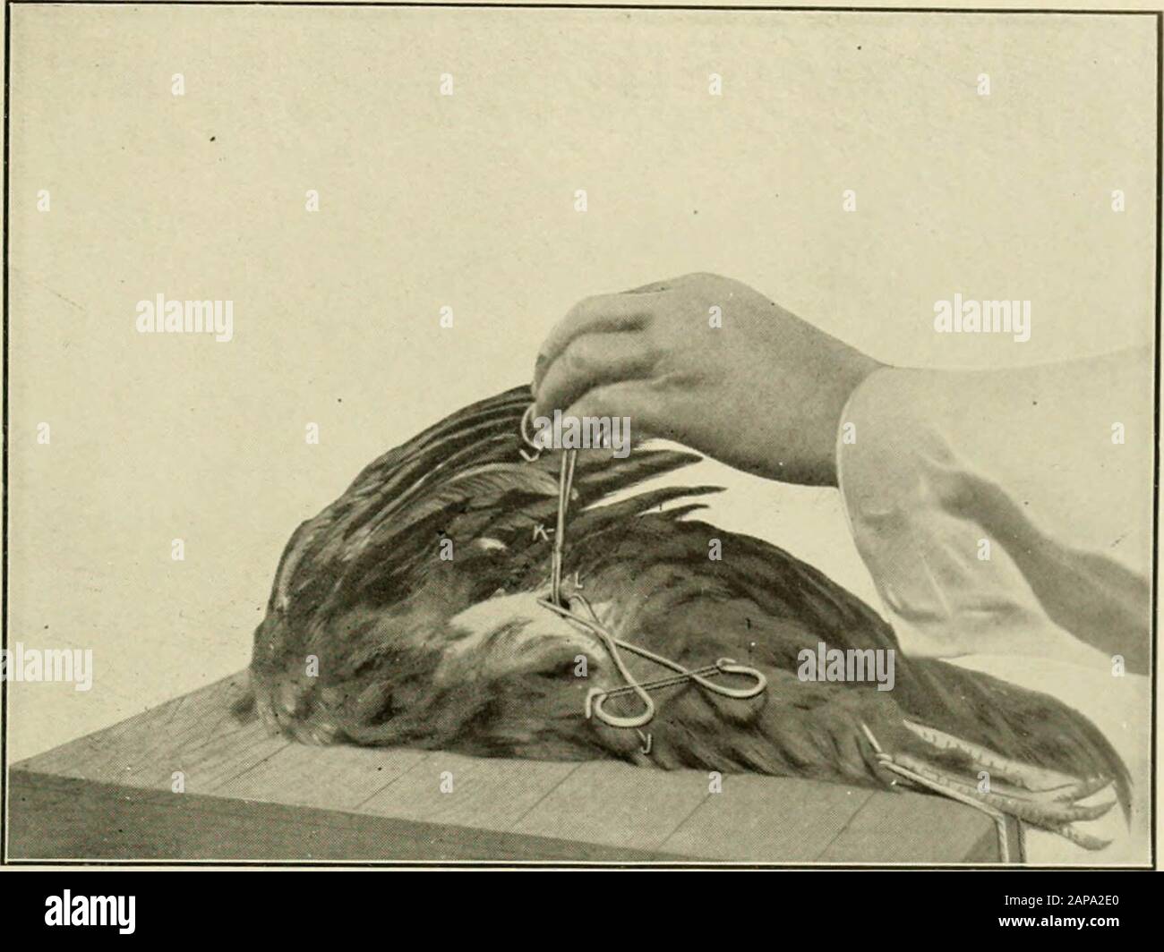 Animal castration book students practitioners hi-res stock photography