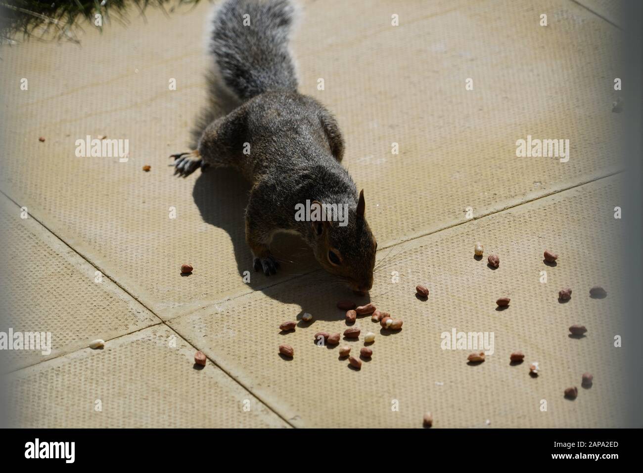 Squirrel eating nuts Stock Photo Alamy