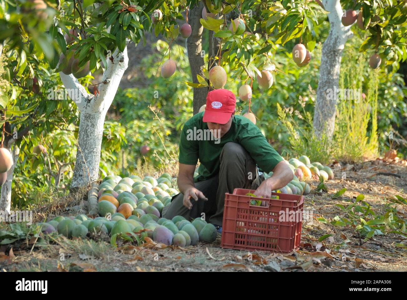 Agricultural worker packing mango fruit just harvested in the harvest