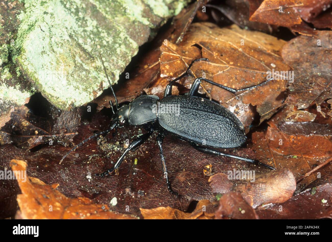 Lederlaufkäfer, Leder-Laufkäfer, Lederkäfer, Carabus coriaceus, leatherback ground beetle, leather beetle Stock Photo