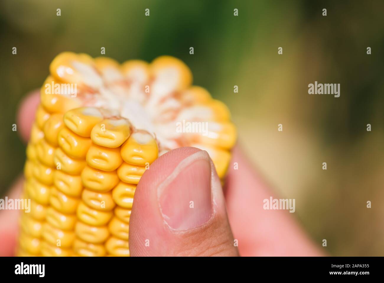 Corn Cross Section High Resolution Stock Photography and Images Alamy