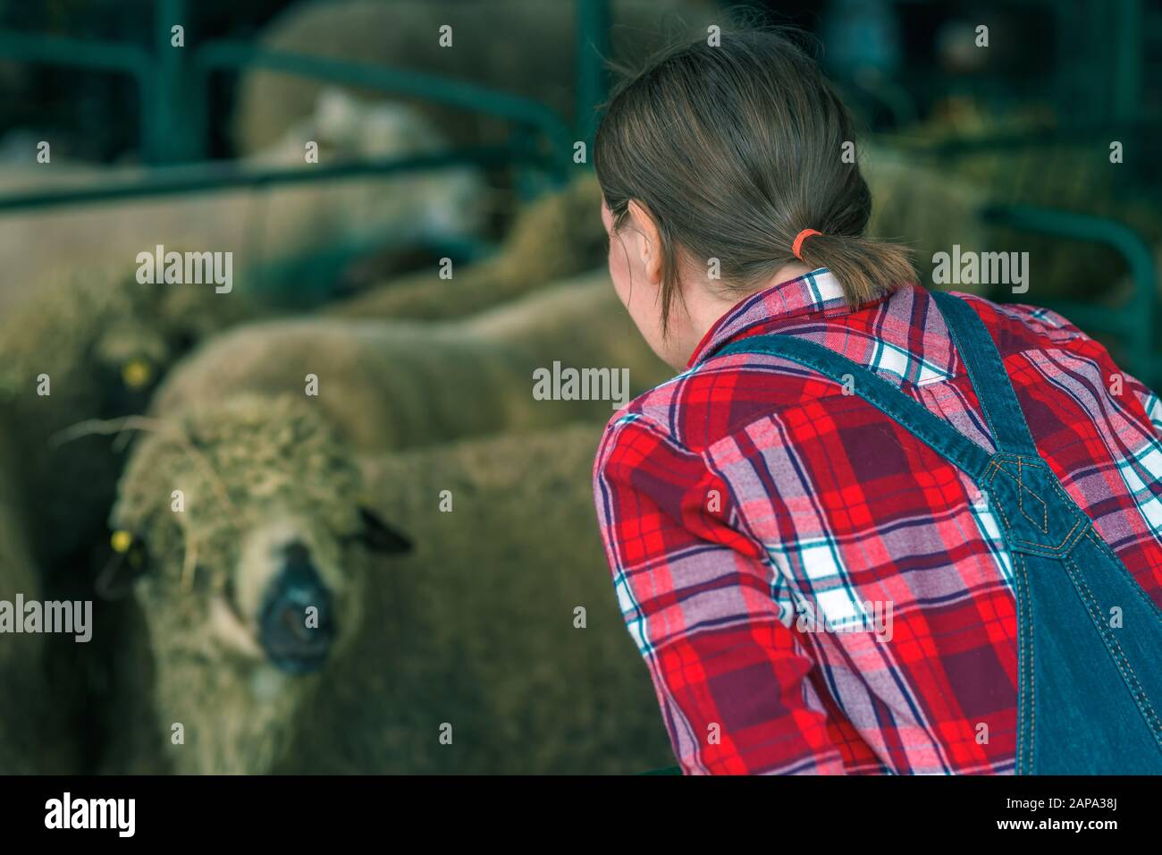 Female farmer at sheep raising and breeding farm checking up on herd of domestic animals Stock Photo