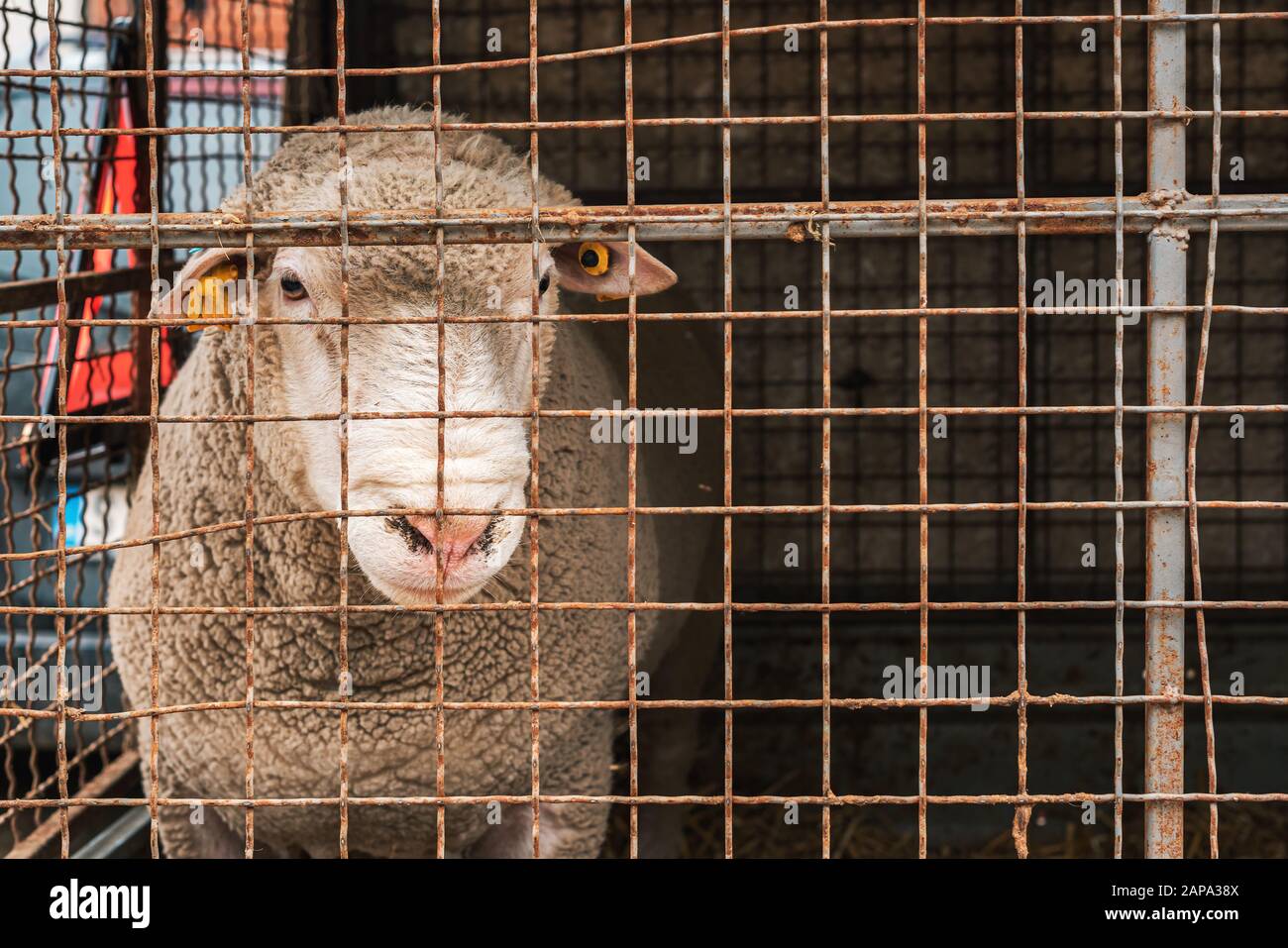 Ile de France ewe male sheep in pen on livestock farm, domestic animals husbandry concept Stock Photo