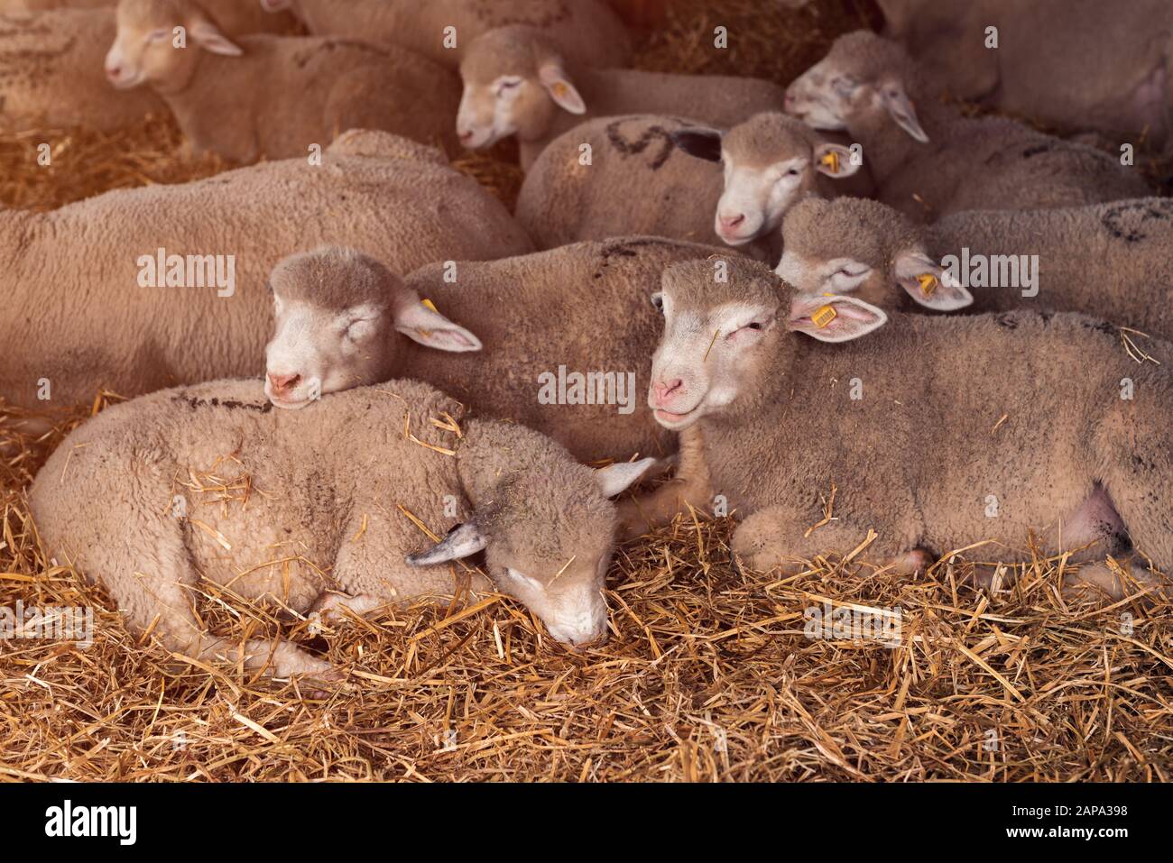 Ile De France Sheep High Resolution Stock Photography and Images Alamy
