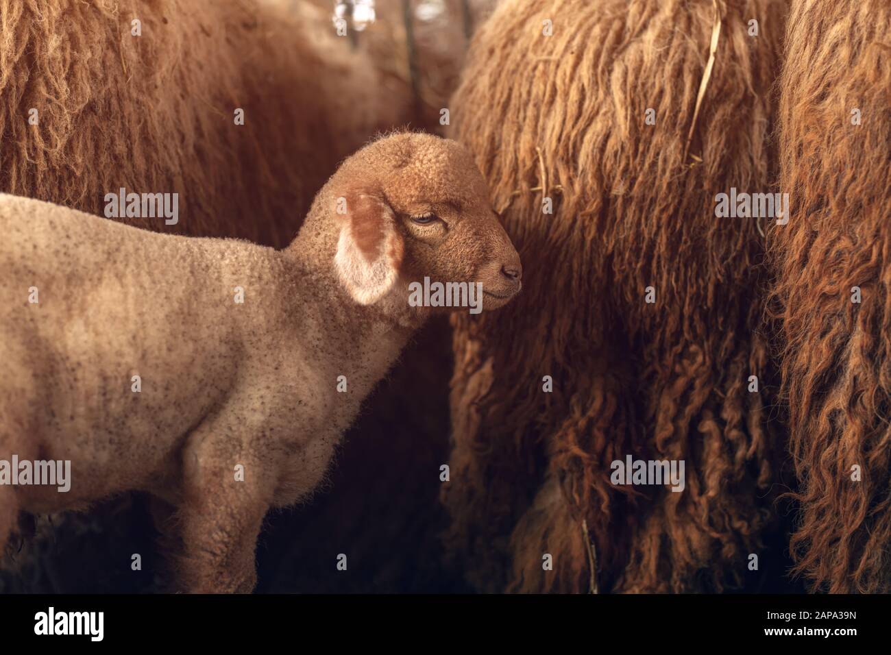 Lamb and sheep in pen on livestock farm, domestic animals husbandry Stock Photo