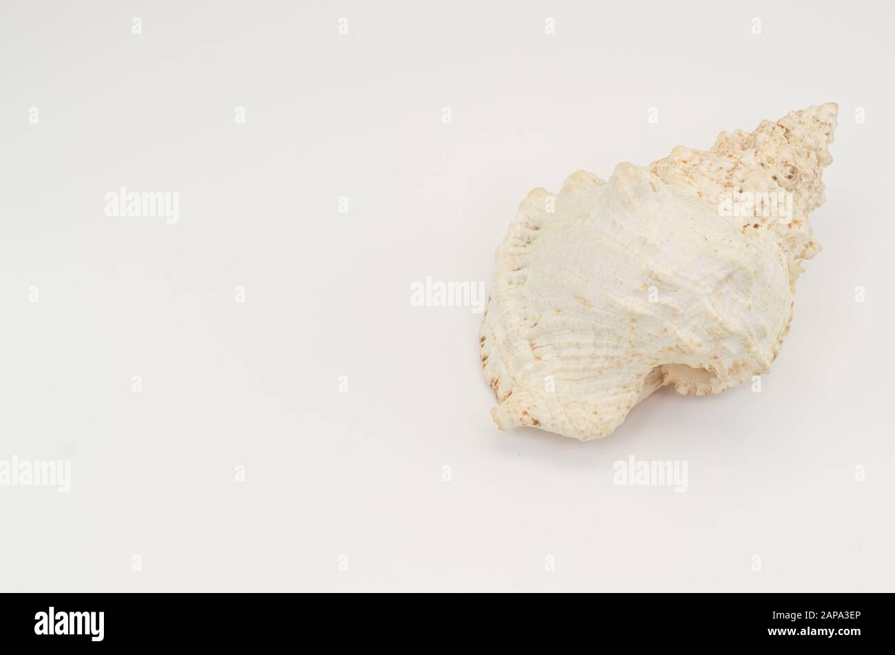 giant frog sea shell still life top perspective on a blank white ...