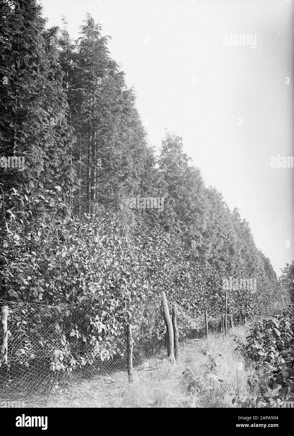 Lawson cypress Black and White Stock Photos & Images - Alamy