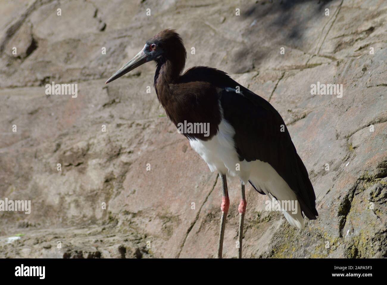 Abdim's stork bird in a natural park - Ciconia abdimii Stock Photo