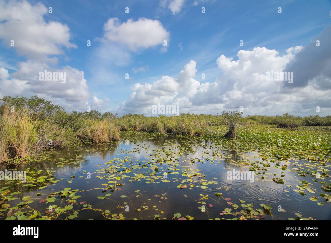 Florida everglades river aerial hires stock photography and images Alamy