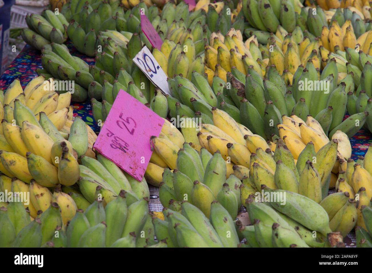 Bananas dshowed for sale price tags in Chiang Mai Market Thailand Stock Photo