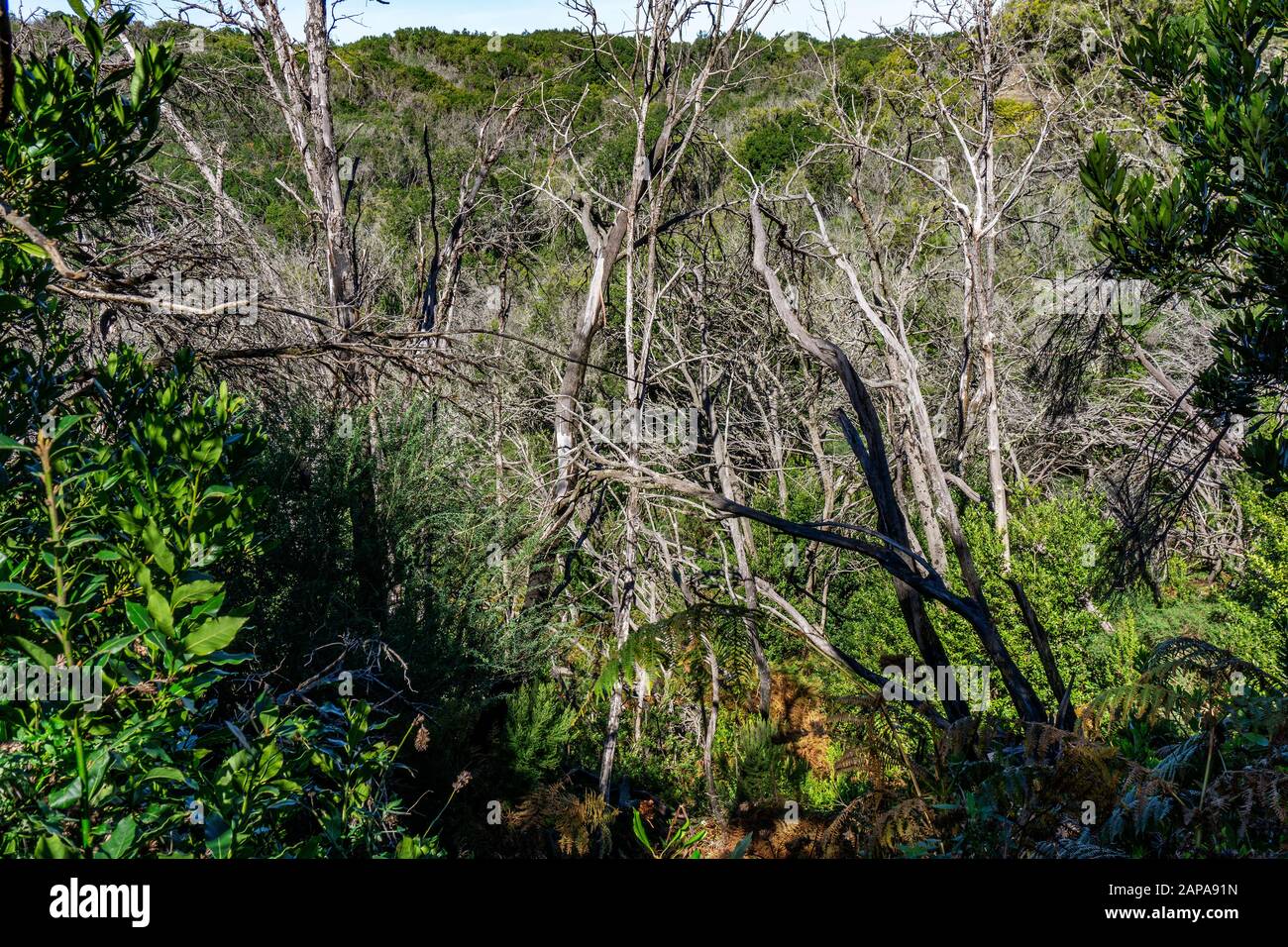 Fire damage from the Fire of the Year 2012 in the Garajonay National Park on the Canary Island of La Gomera Stock Photo