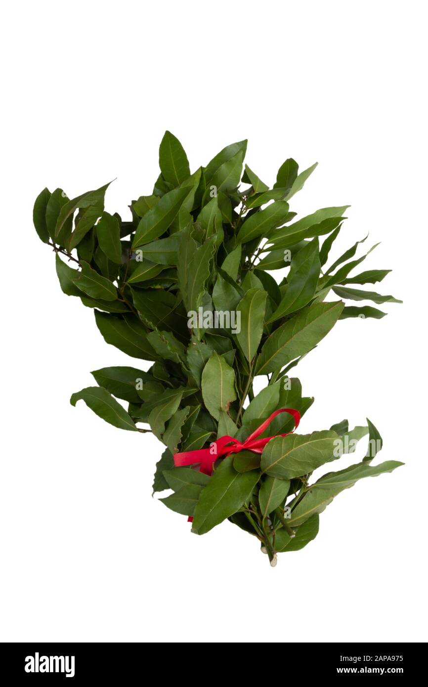 Bay leaves Stock Photo