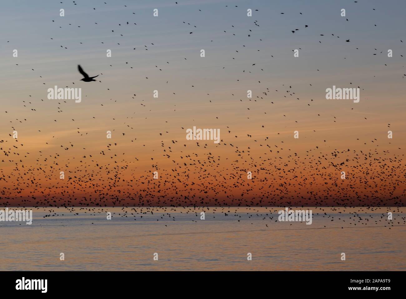 swarms of starlings at dusk in Brighton Stock Photo