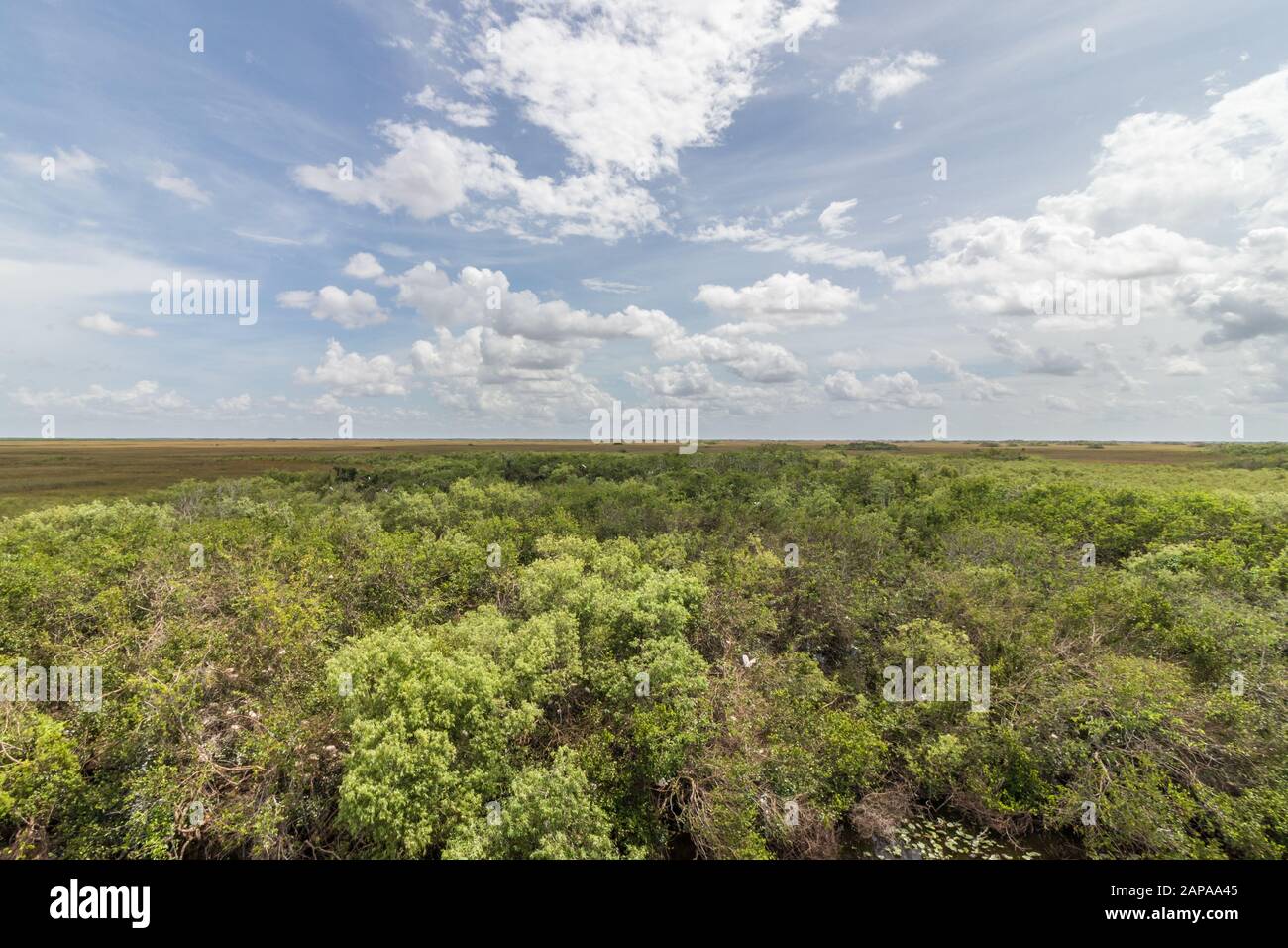Everglades national park Stock Photo
