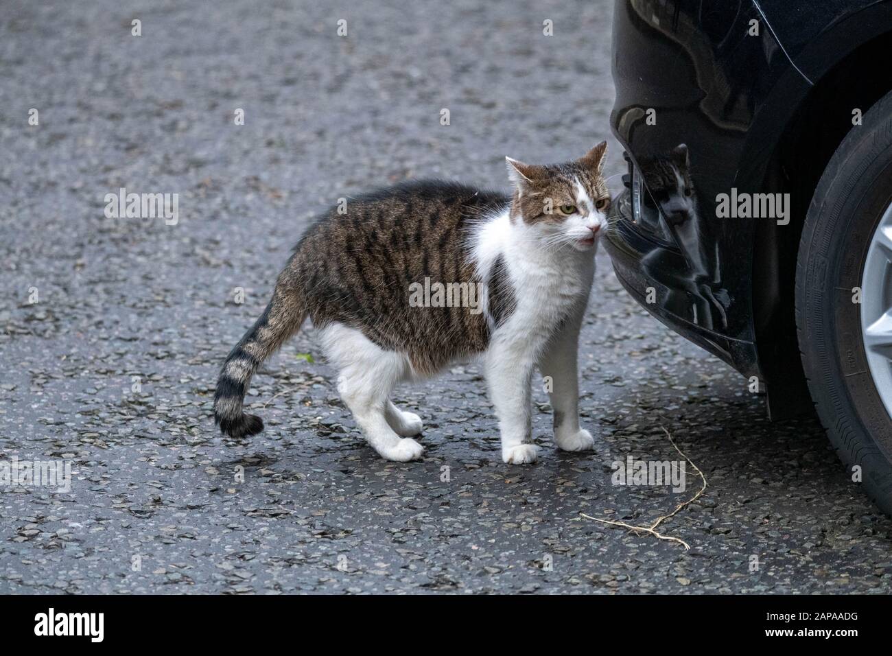 London, UK. 22nd Jan, 2020. Larry, the Downing Street cat waits for Boris Johnson MP PC Prime Minister at 10 Downing Street, London Credit: Ian Davidson/Alamy Live News Stock Photo