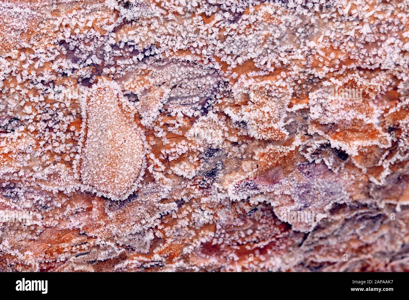 Bright brown tree trunk with ice crystal on the bark on a cold and frosty winter morning in Germany in December as a background Stock Photo