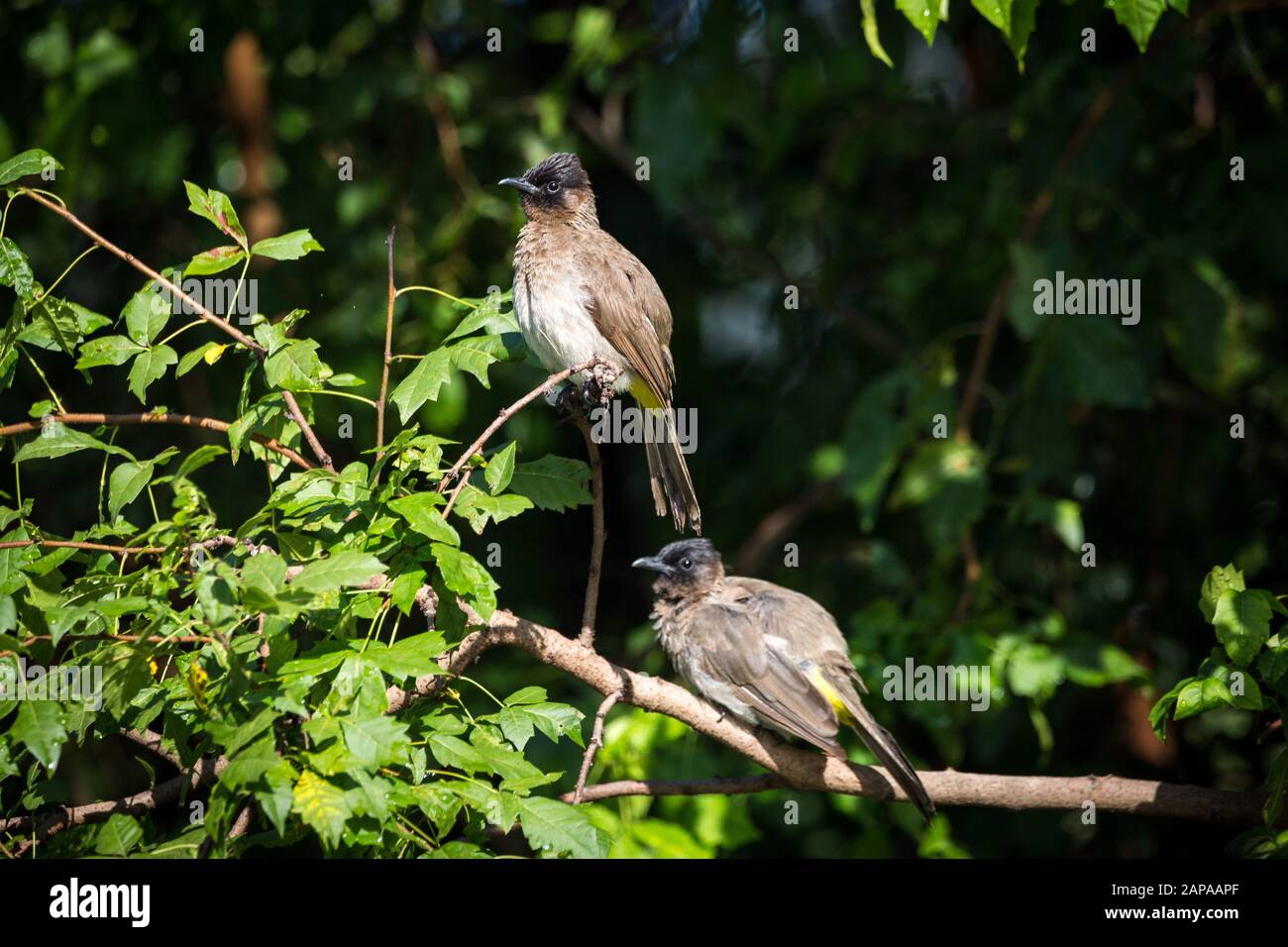 Two Dark-Capped Bulbul birds (Pycnonotus tricolor) on a branch, South Africa Stock Photo