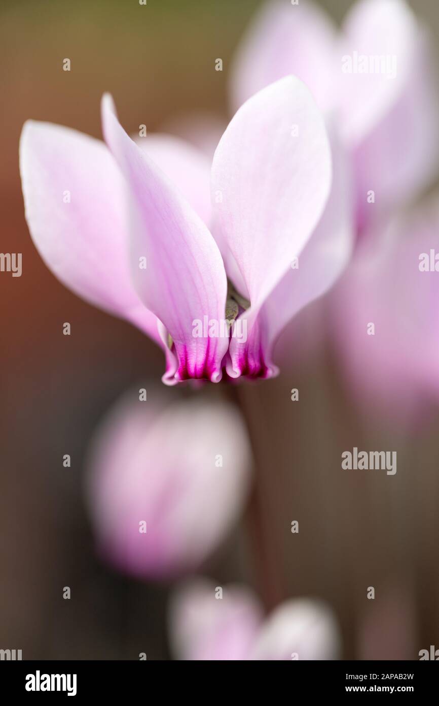 A single, pink Cyclamen flower in the autumn at Kew Gardens, London, United Kingdom - close-up, botanic gardens Stock Photo