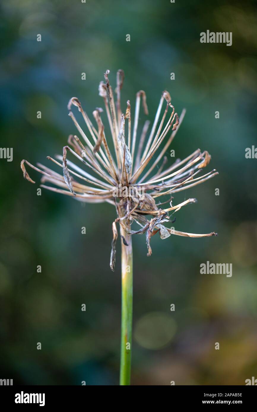 A seed head of allium in the autumn at Kew Gardens, London, United Kingdom, close-up - garlic flowers, botanic gardens Stock Photo