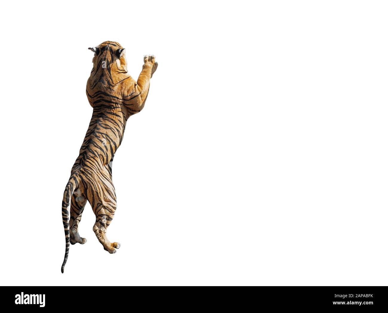 Closeup Bengal Tiger Standing Two legs Isolated on White Background with Clipping Path and Copy Space Stock Photo