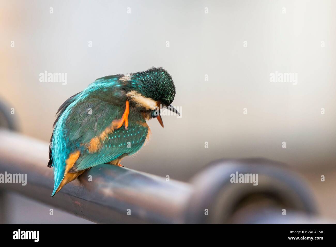 Female rear view urban uk hi-res stock photography and images - Alamy
