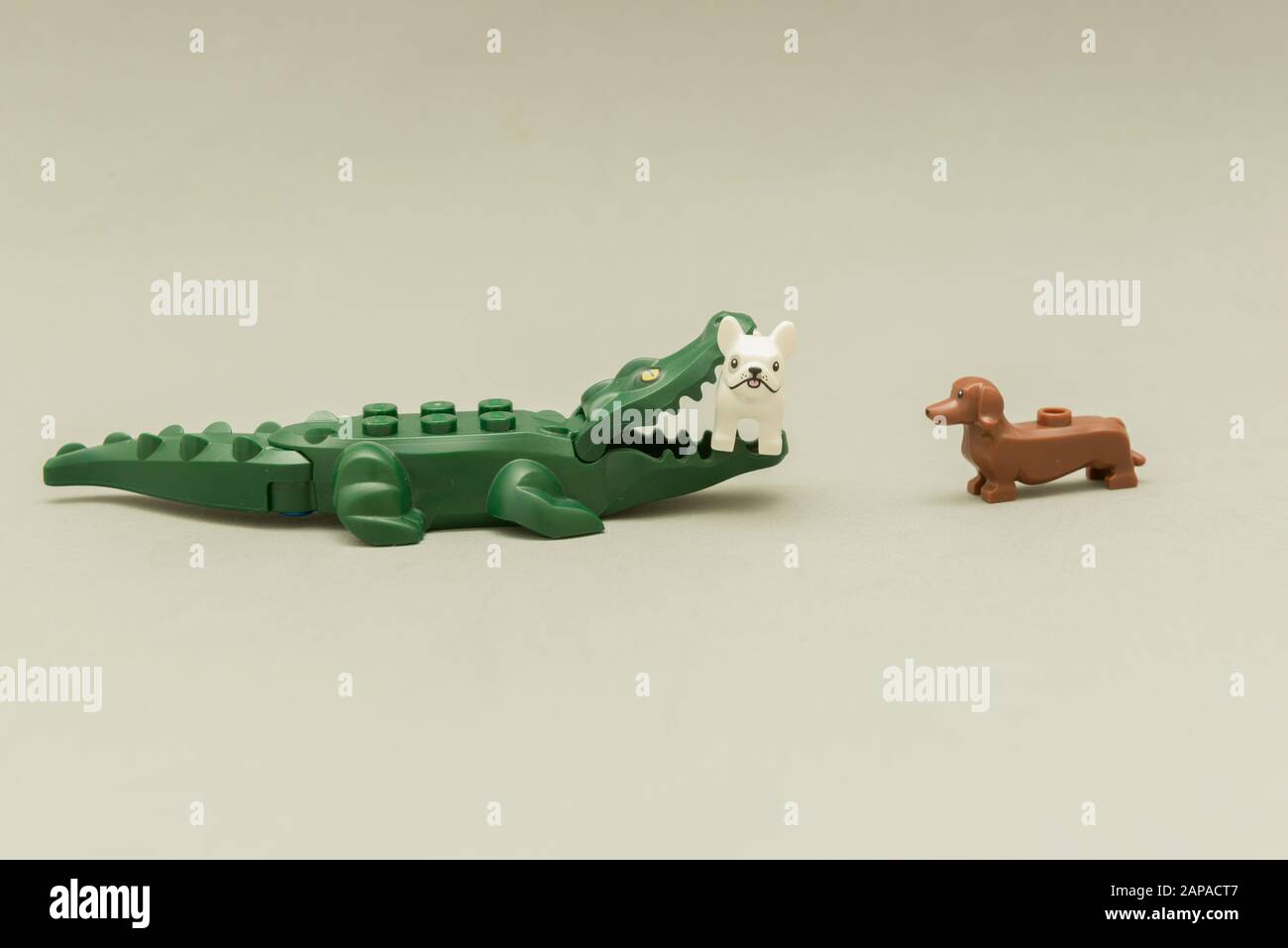 - Brazil, May 5, 2019: Lego minifigures - alligator a dog with its mouth full of teeth. Wild animals versus domestic animals. Leg Stock Photo - Alamy