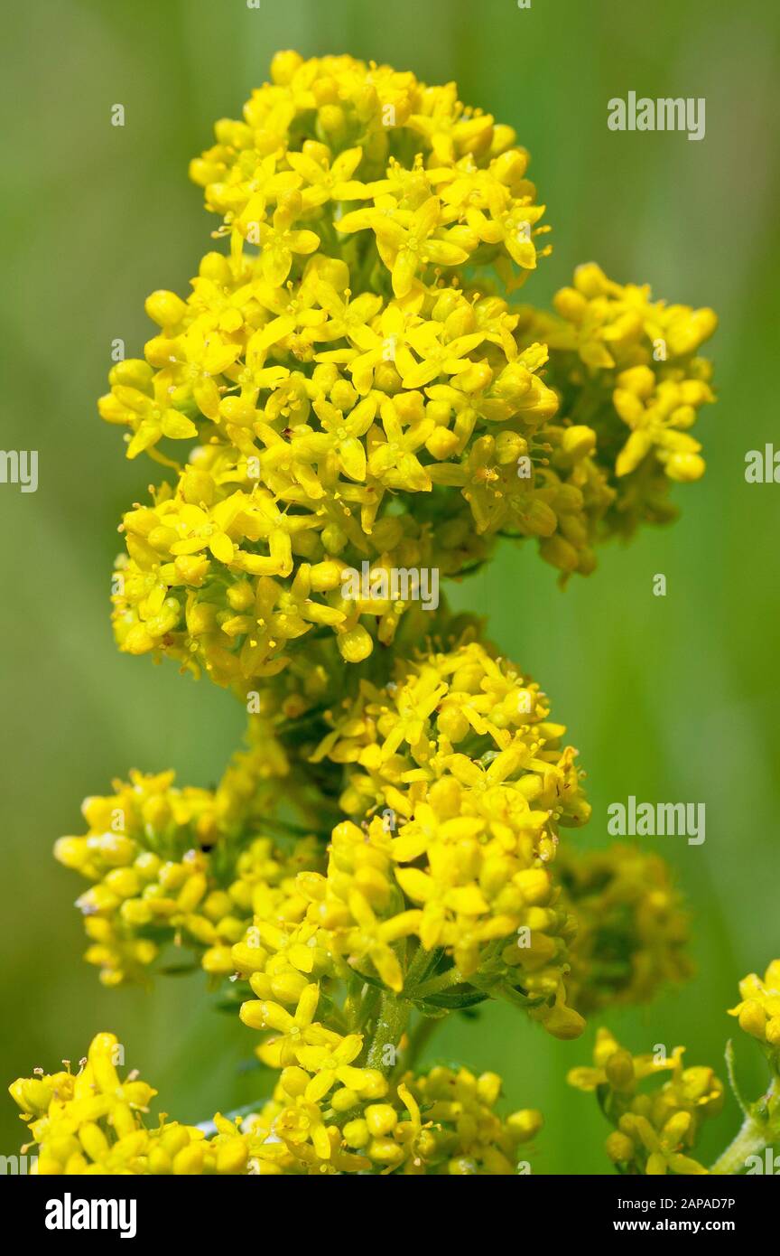 Lady's Bedstraw (galium verum), close up showing a stalk of the plant in full flower. Stock Photo