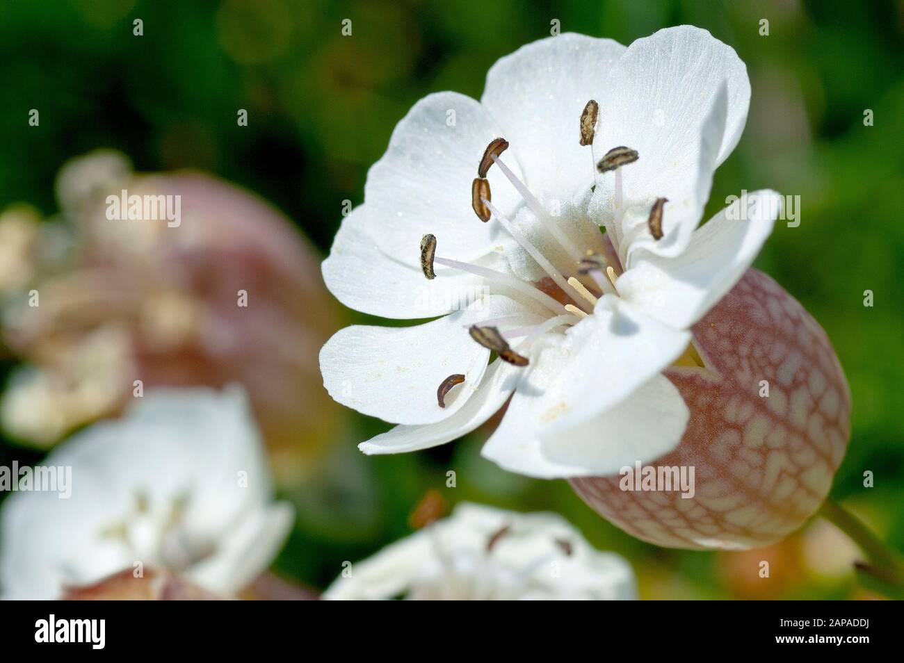 Sea Campion (silene vulgaris subsp. maritima), close up of a single flower out of many. Stock Photo