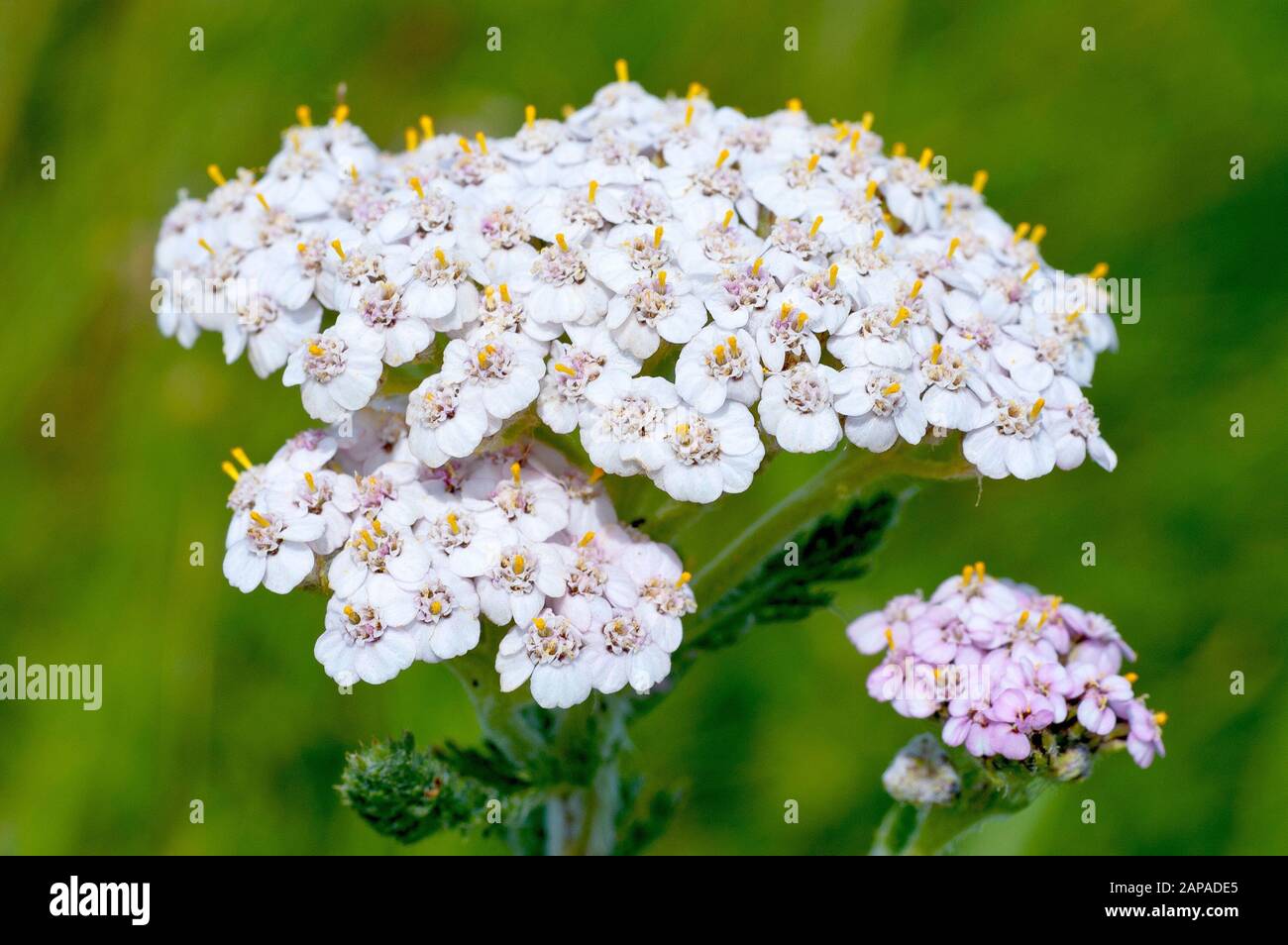 Yarrow (achillea millefoilum), also known as Milfoil, close up of the flowering head of a slightly pink variety. Colours range from white to deep pink Stock Photo