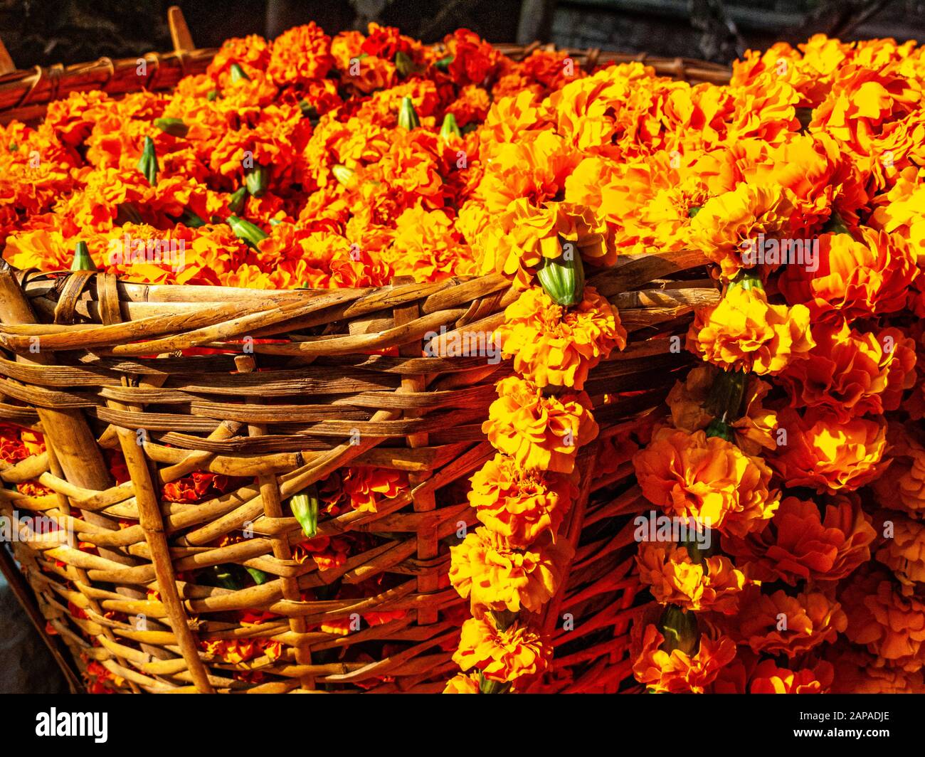 Yellow marigold flowers for religious rituals, sold in the street markets of town Stock Photo