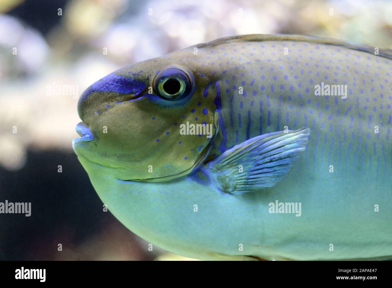 A beautiful tropical fish saltwater, with fluorescent color. Stock Photo