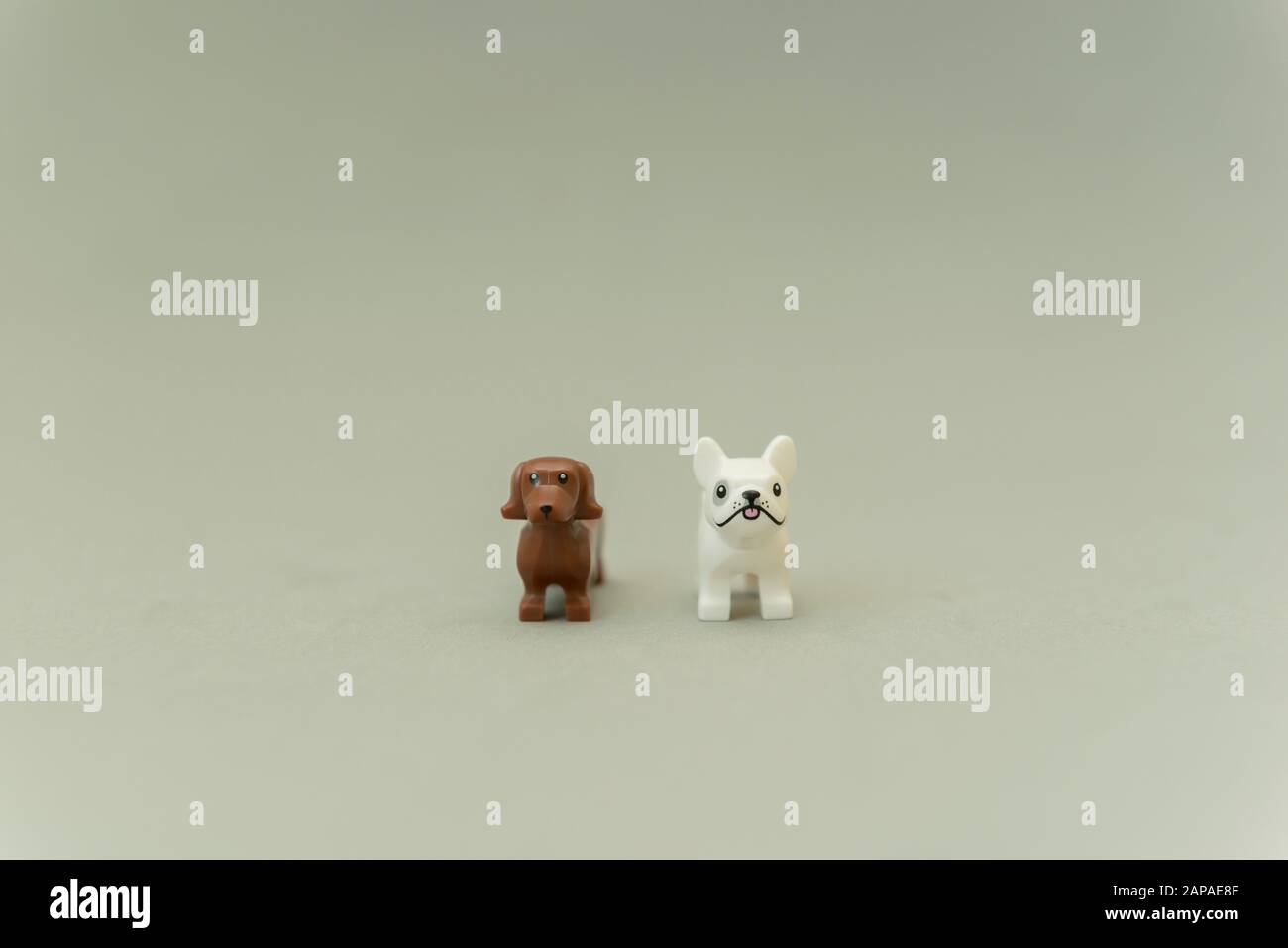 Florianopolis - Brazil, May 5, 2019: Two minifigures Lego - The dachshund  and pug side by side on a gray background. Studio shot. Selective focus.  Leg Stock Photo - Alamy