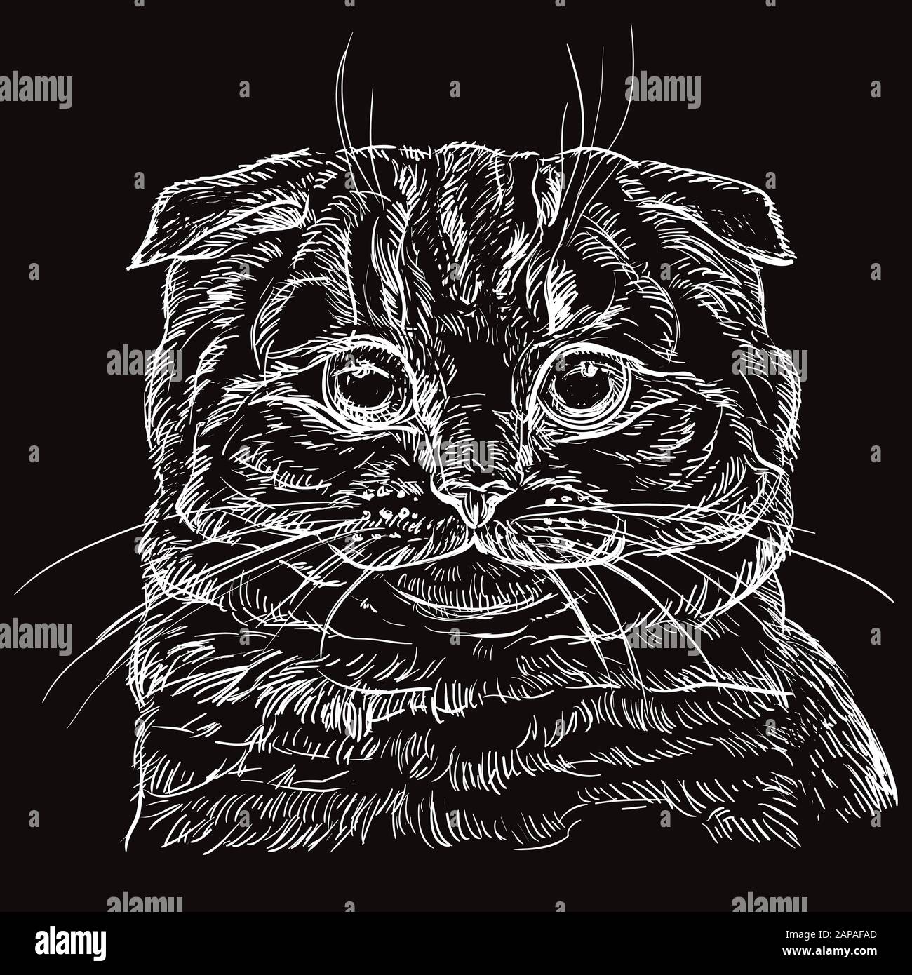 Vector hand drawing portrait of scottish fold cat in white color isolated on black background. Monochrome realistic portrait of cat. Vector illustrati Stock Vector