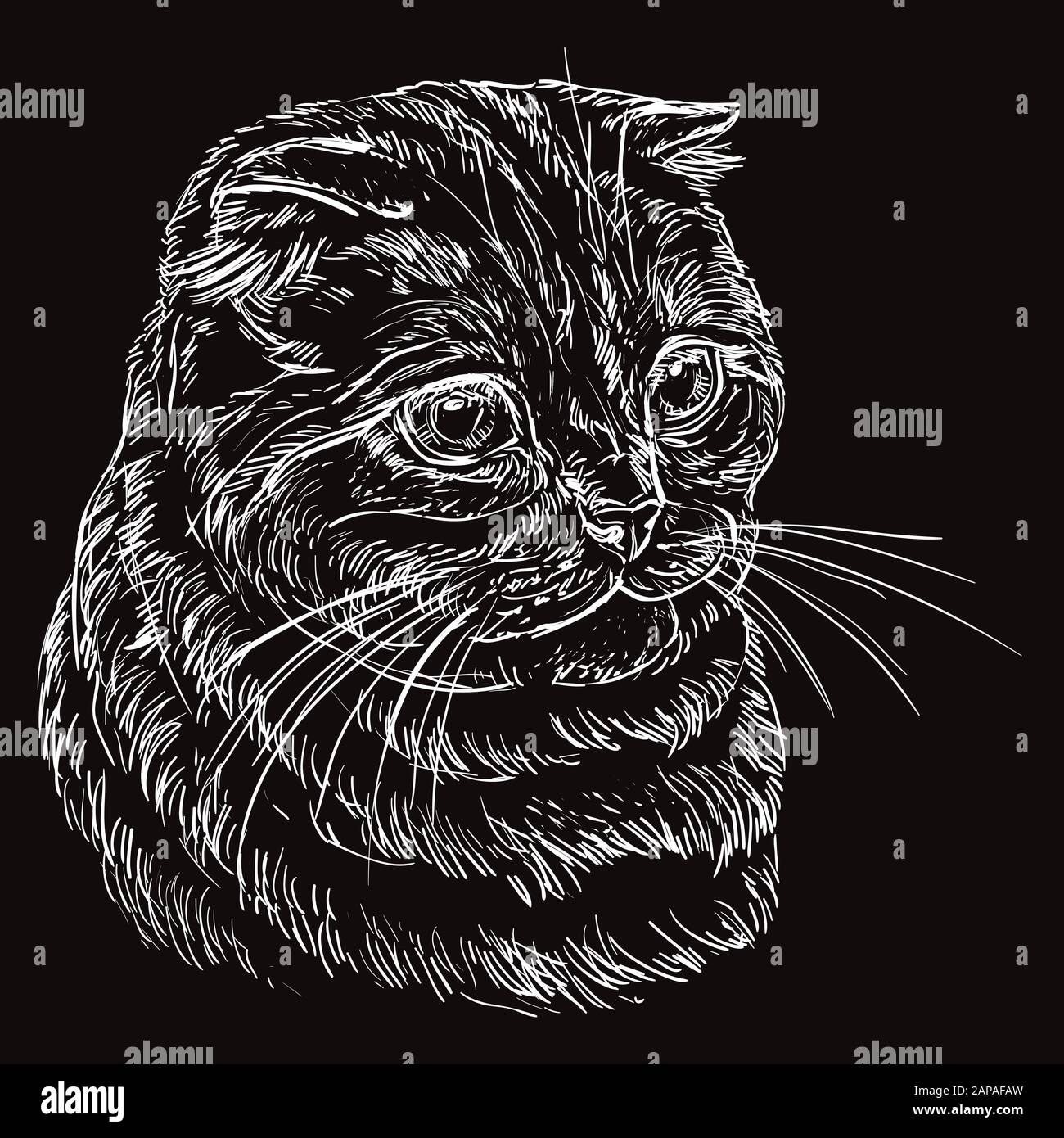 Vector hand drawing portrait of scottish fold cat in white color isolated on black background. Monochrome realistic portrait of scottish cat. Vector i Stock Vector